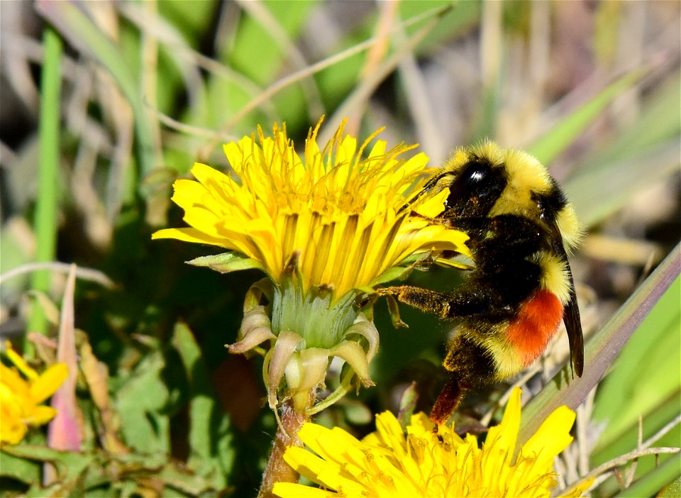 Hunt's bumble bee (Bombus huntii) on Seedskadee National Wildlife Refuge