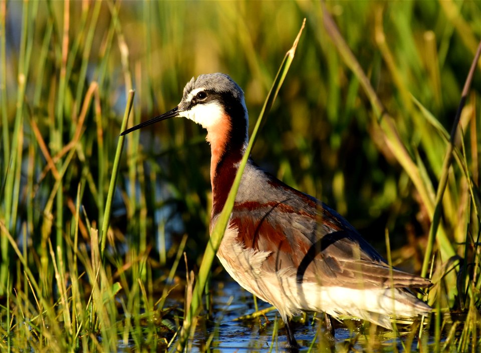 Wilson's phalarope at Seedskadee National Wildlife Refuge