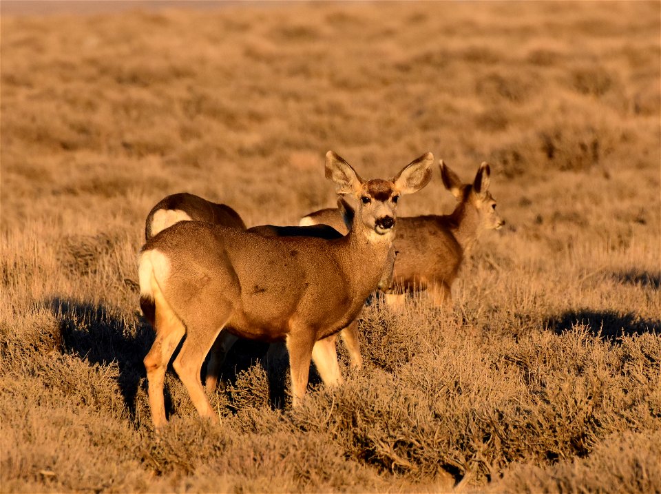 Mule deer at Seedskadee National Wildlife Refuge