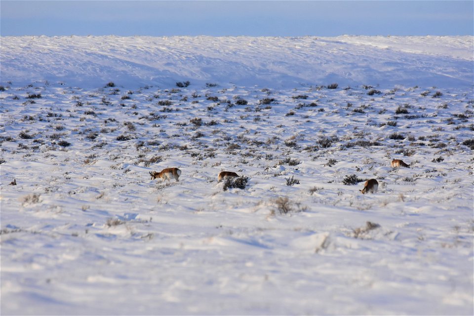 Pronghorn on Seedskadee National Wildlife Refuge