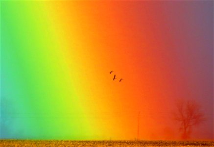 Canada geese and rainbow photo