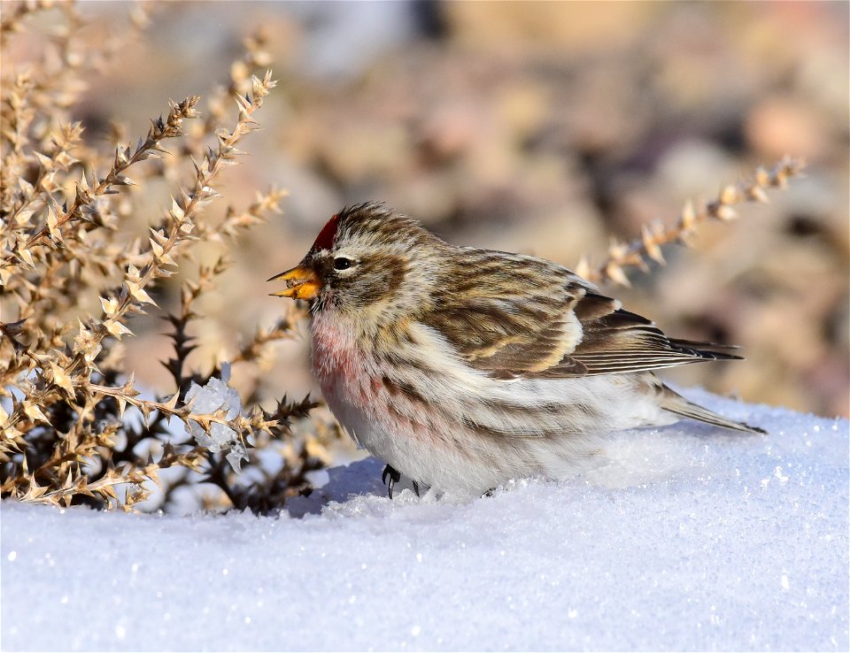 Common redpoll at Seedskadee National Wildlife Refuge