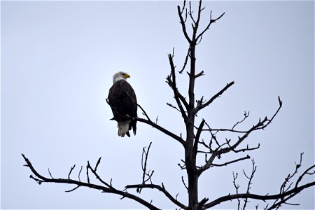 Bald eagle photo