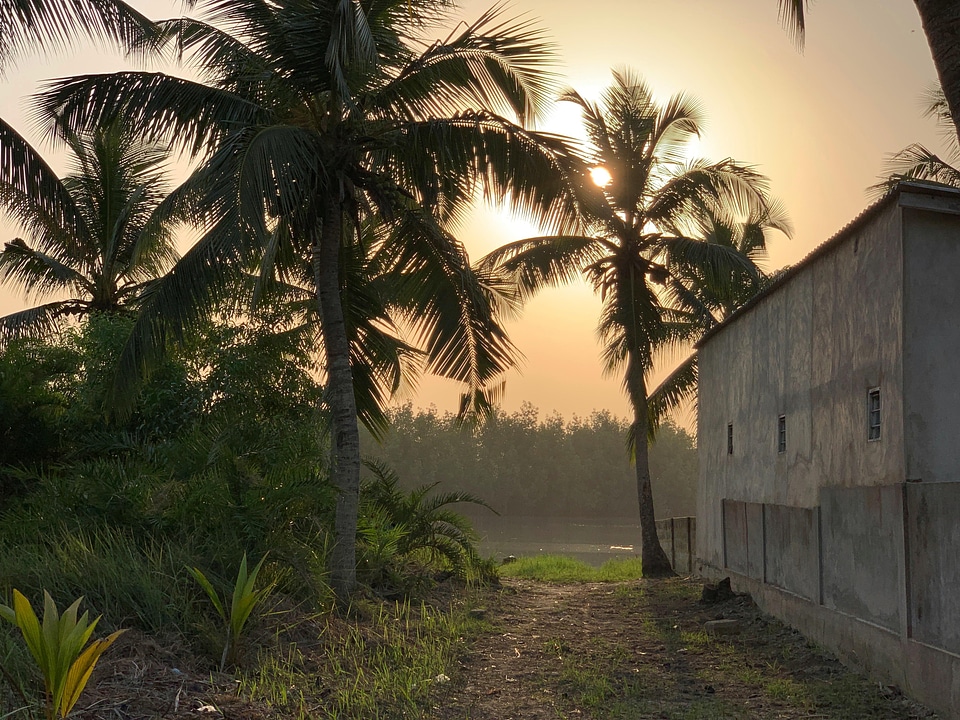 Palm tree beautiful place calm place
