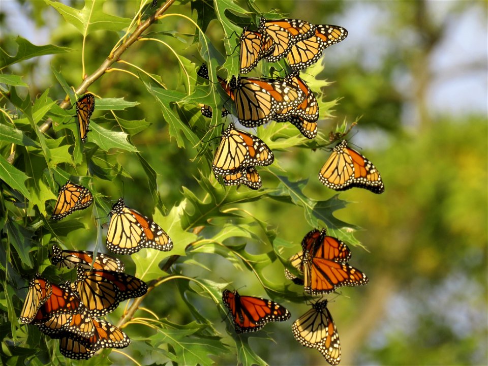 Roosting Monarch Butterflies photo