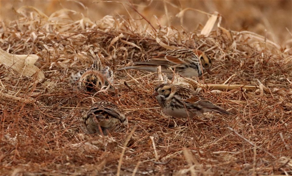 Lapland Longspurs Huron Wetland Management District