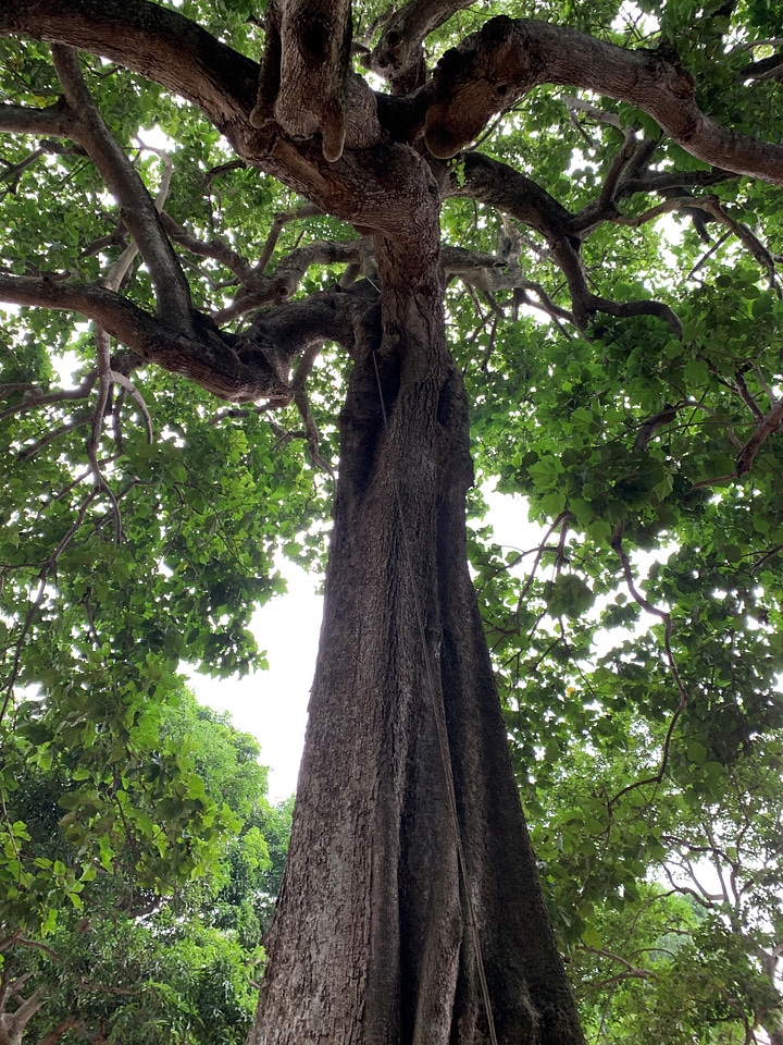 Big tree flora vegetal