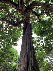 Big tree flora vegetal photo