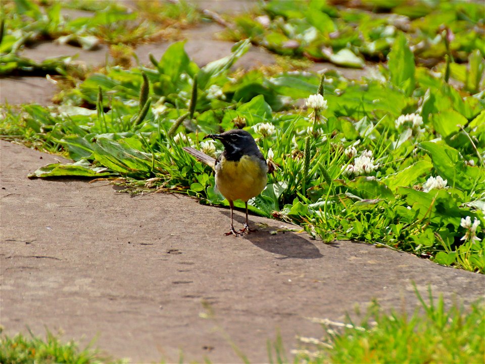 Grey Wagtail photo