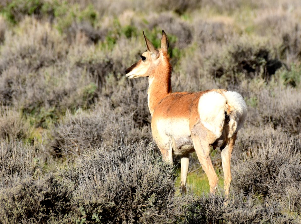 Pronghorn at Seedskadee National Wildlife Refuge