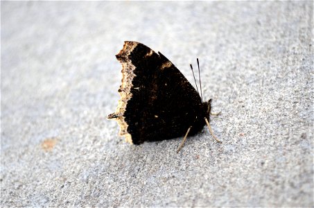 Mourning Cloak Butterfly