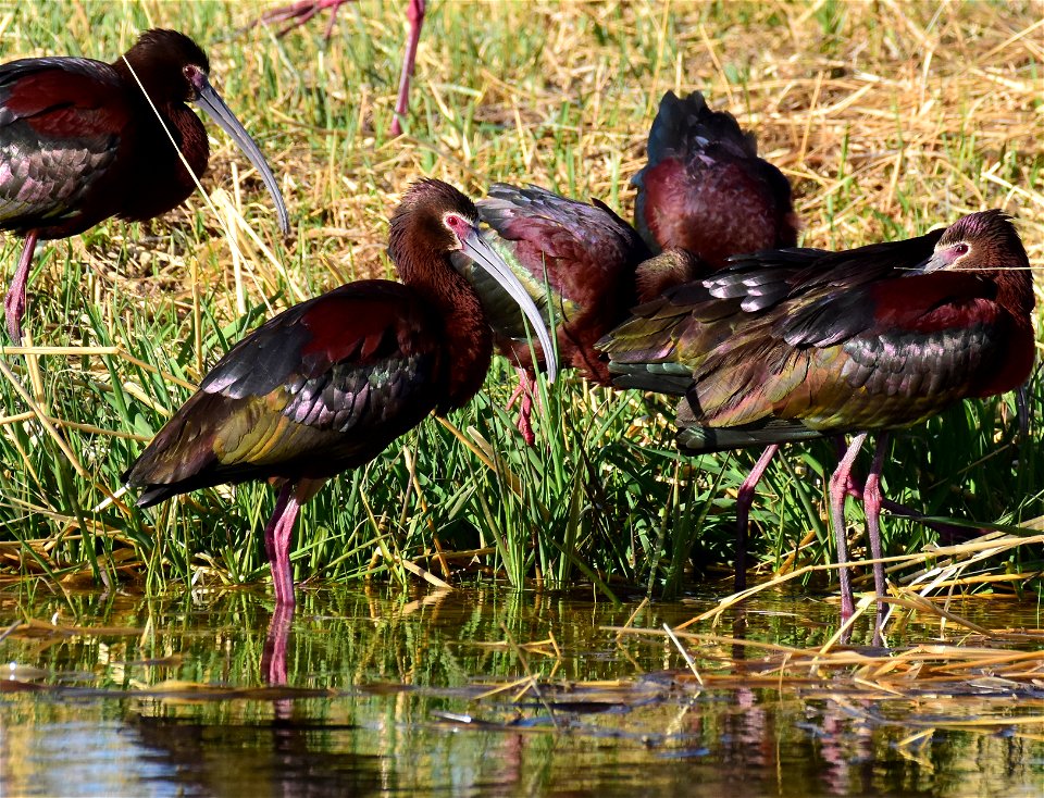 White-faced ibis at Seedskadee National Wildlife Refuge