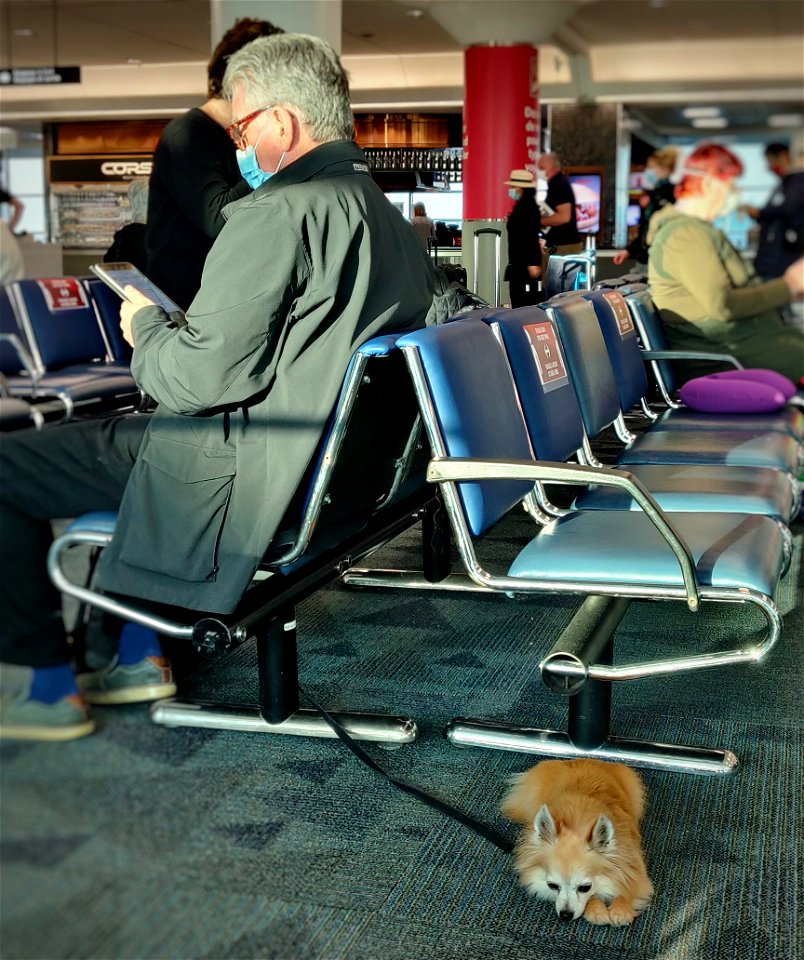 One of Many Flying Dogs