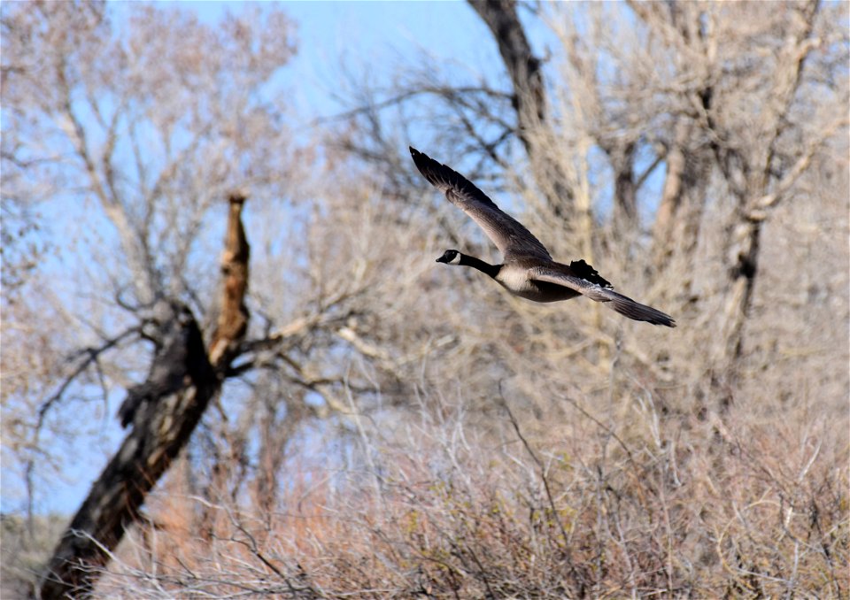 Canada Geese at Seedskadee National Wildlife Refuge