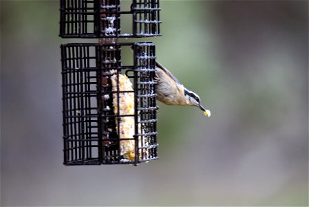 Red-breasted nuthatch photo