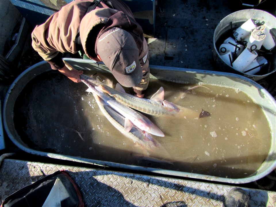 Pallid Sturgeon Monitoring in the Missouri River
