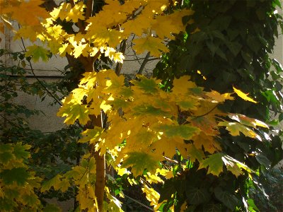 toamna2009_1121_120556