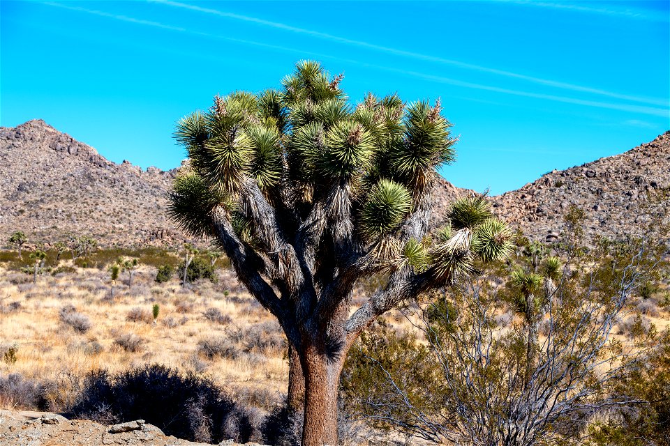 Joshua Tree National Park
