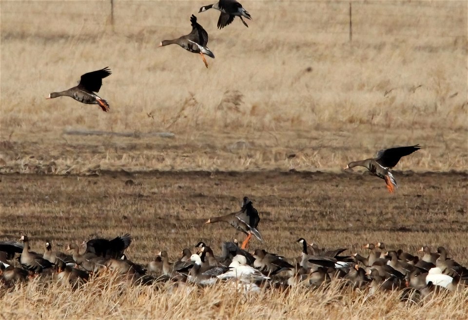 Spring Goose Migration at the Huron Wetland Management District South Dakota