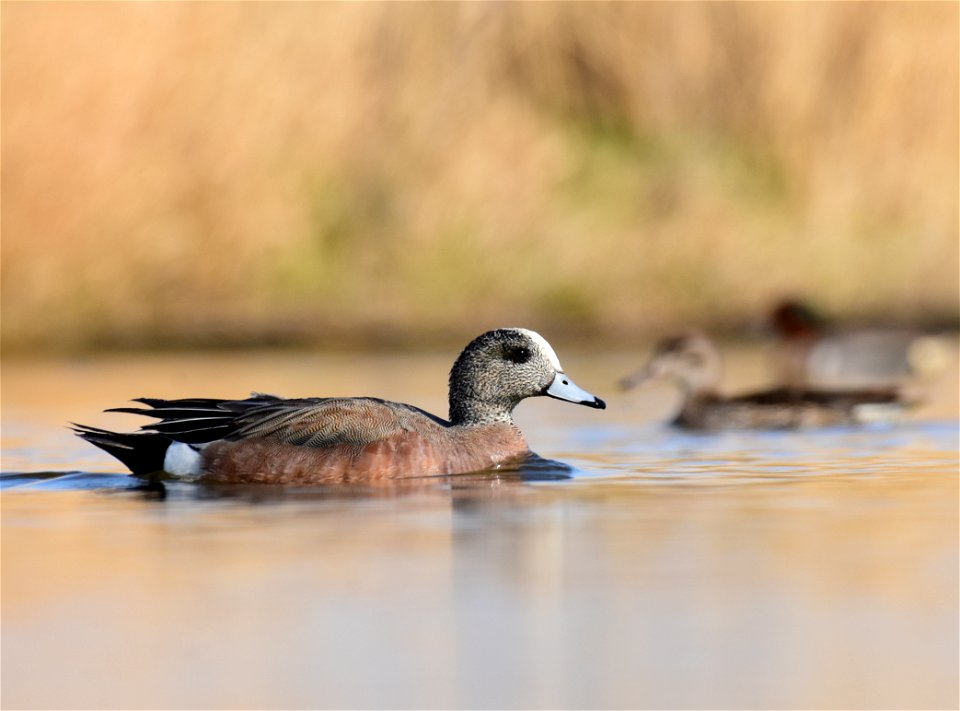 American wigeon at Seedskadee National Wildlife Refuge Wyoming