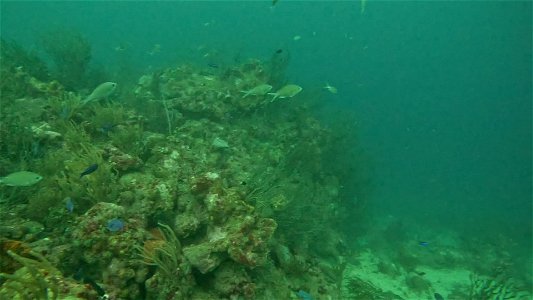 Quick Reef Scene Diving Tayrona National Park from Taganga Colombia