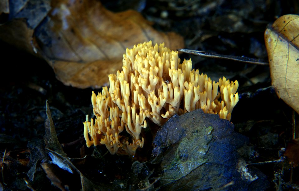 Ramaria flava. photo