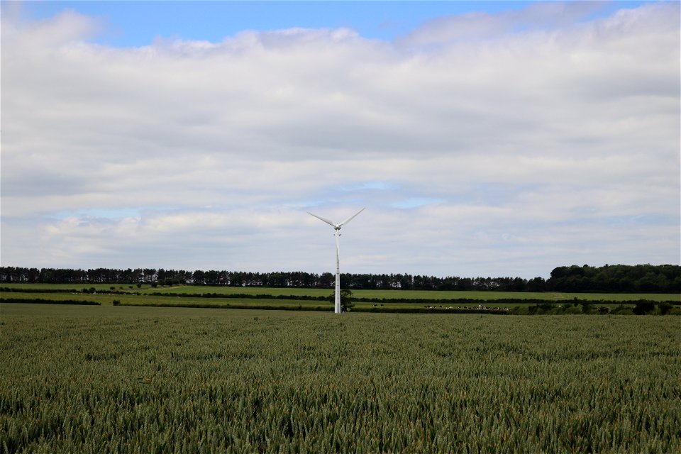 Crops, Cattle and Wind Farming photo