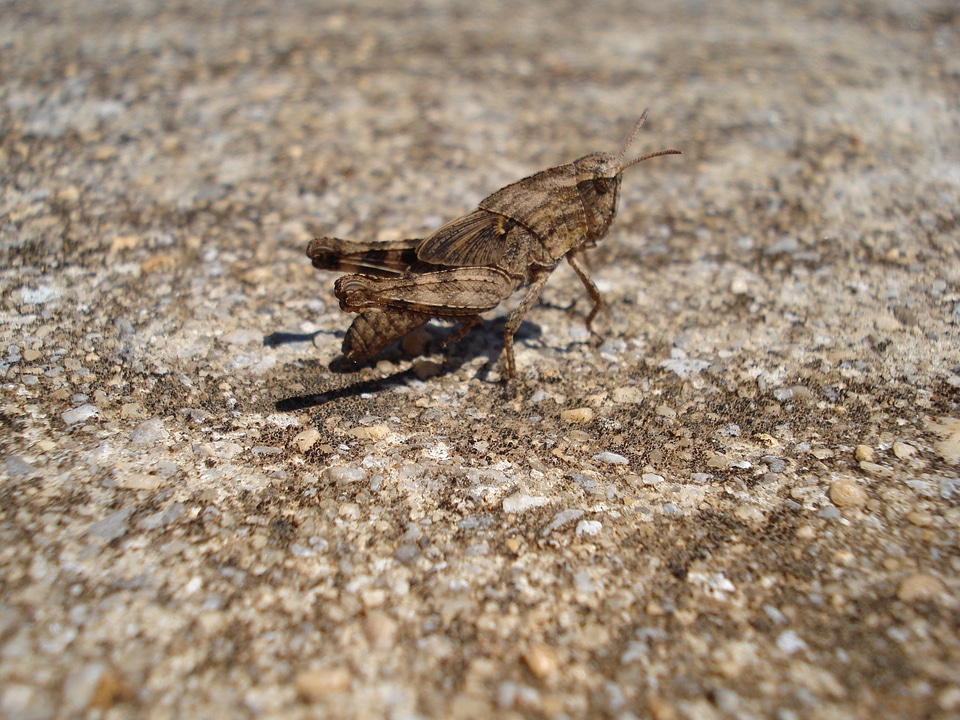 Wing wildlife bug