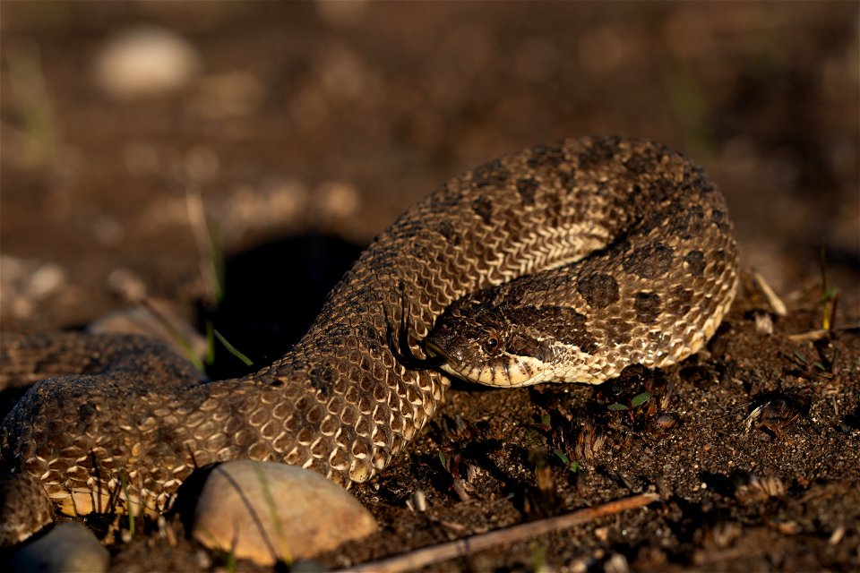 Plains hognose snake photo