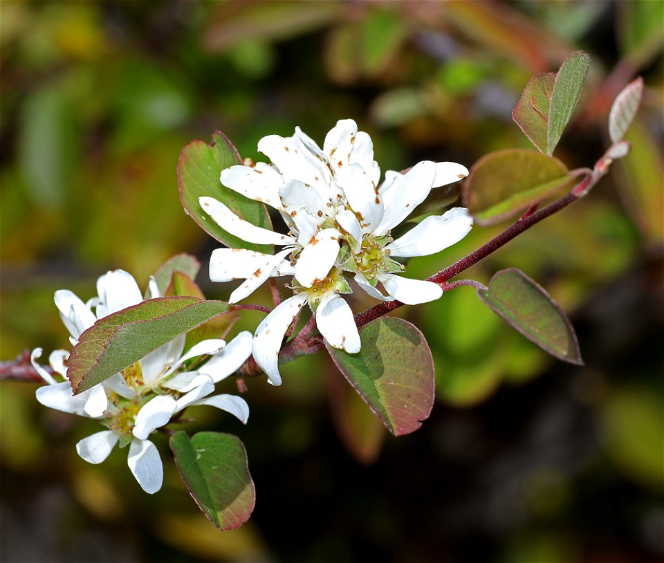 Amelanchier alnifolia (Saskatoon) (04-02-2022) low divide road, smith river national rec area, del norte co, ca -02
