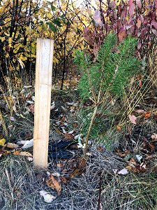 Another Happy Pine Sapling