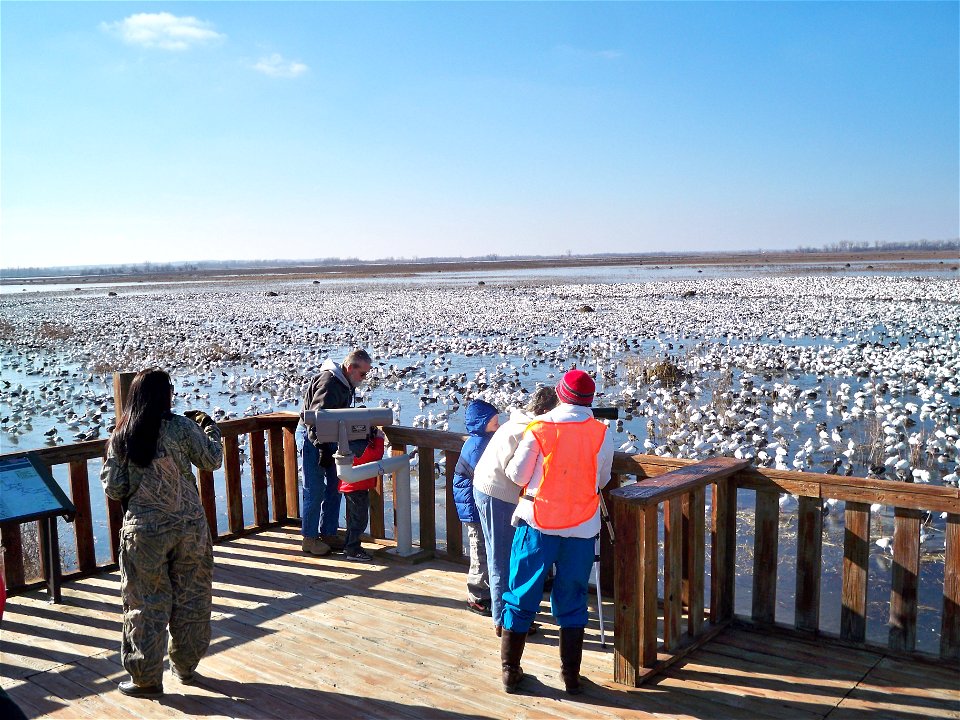 Visitors looking at snow geese