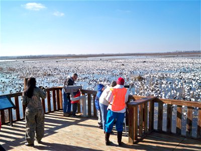 Visitors looking at snow geese photo