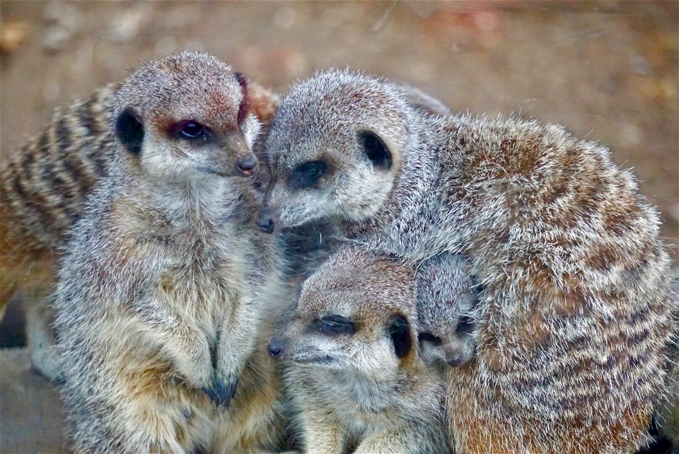 Tiny Little Meerkat Baby