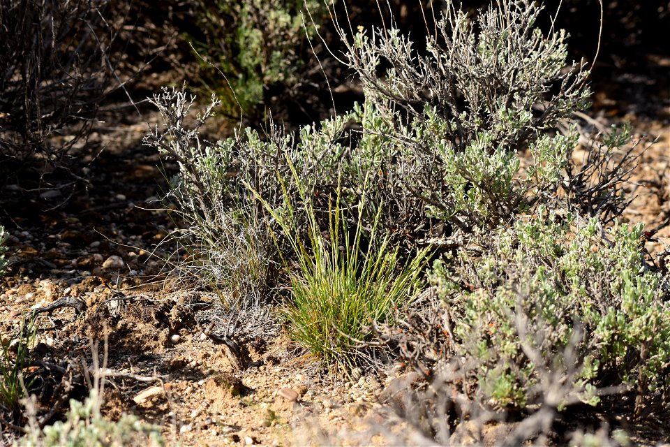 Artemesia tridentata var. wyomingensis Wyoming big sagebrush and Poa secunda Sandberg bluegrass on Seedskadee National Wildlife Refuge