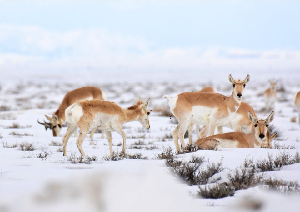 Pronghorn on Seedskadee National Wildlife Refuge