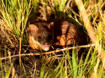 Short-tailed weasel kit at Seedskadee National Wildlife Refuge