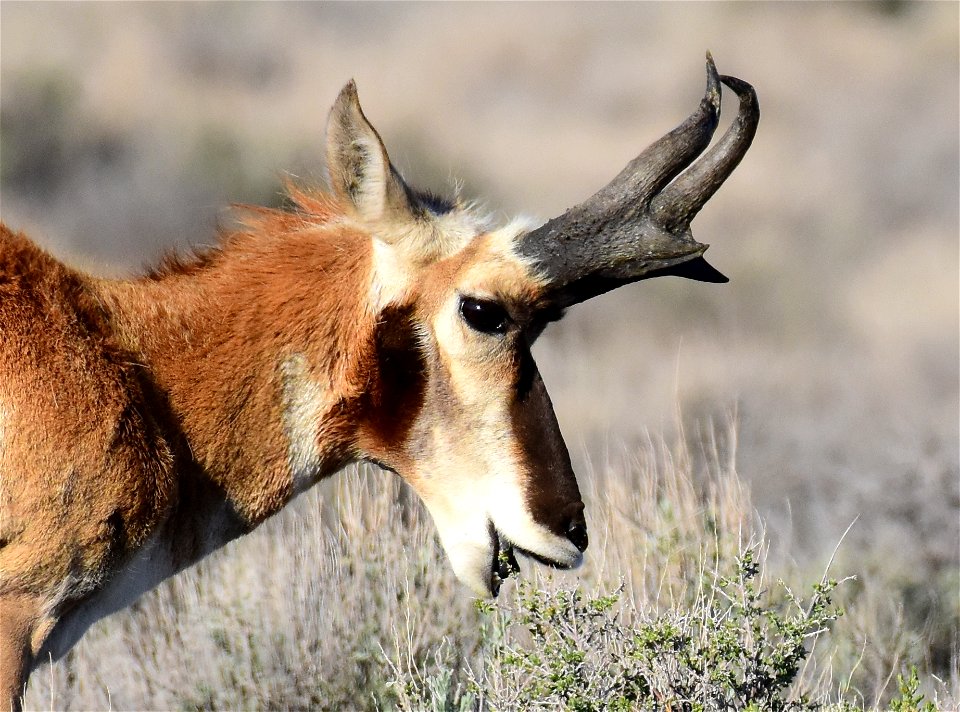 Pronghorn at Seedskadee National Wildlife Refuge