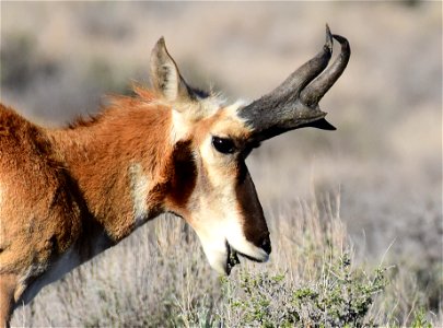 Pronghorn at Seedskadee National Wildlife Refuge