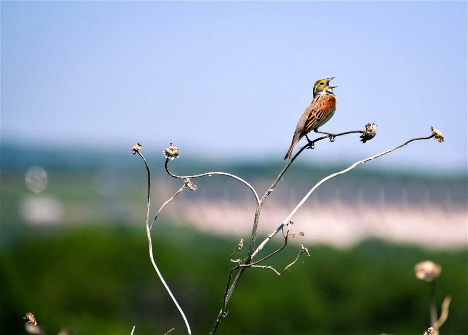 Dickcissel on Karl E. Mundt National Wildlife Refuge South Dakota