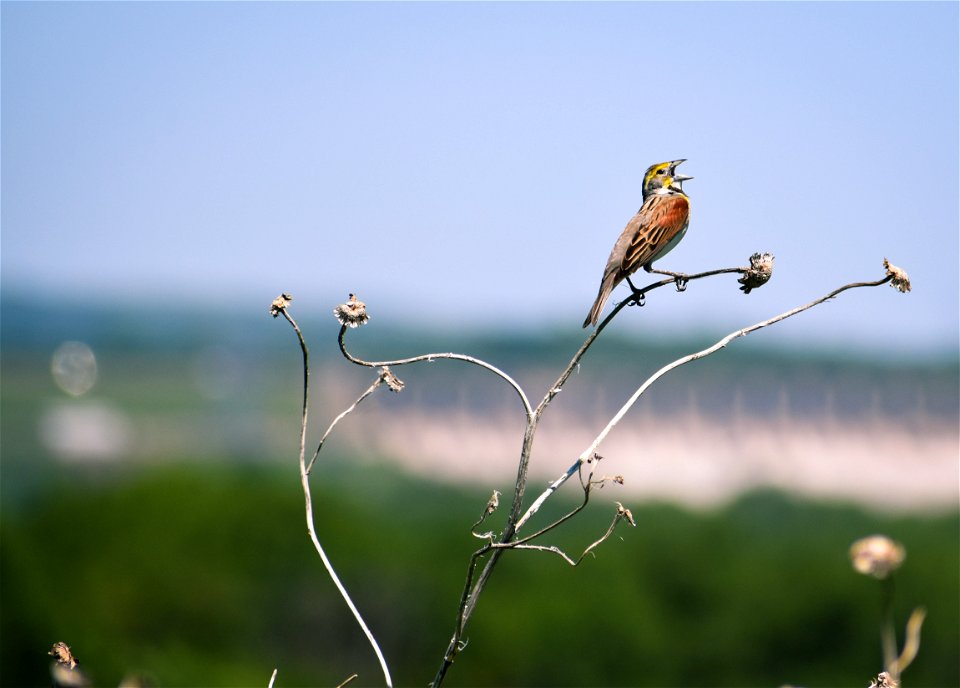 Dickcissel on Karl E. Mundt National Wildlife Refuge South Dakota photo