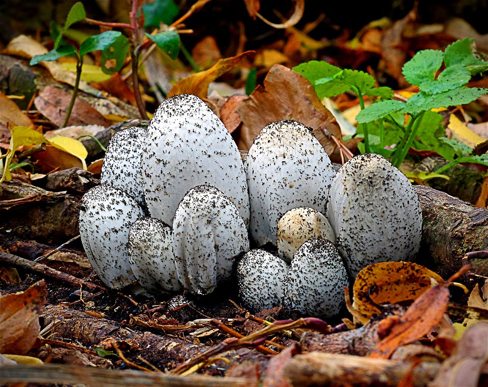 Shaggy ink caps.
