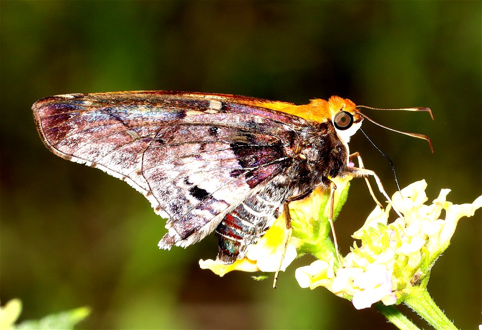 SKIPPER, MERCURIAL (Proteides mercurius) (11-29-2022) national buttrerfly center, mission, hidalgo co, tx (1)