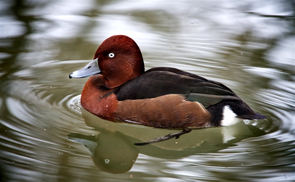 Among the ducks