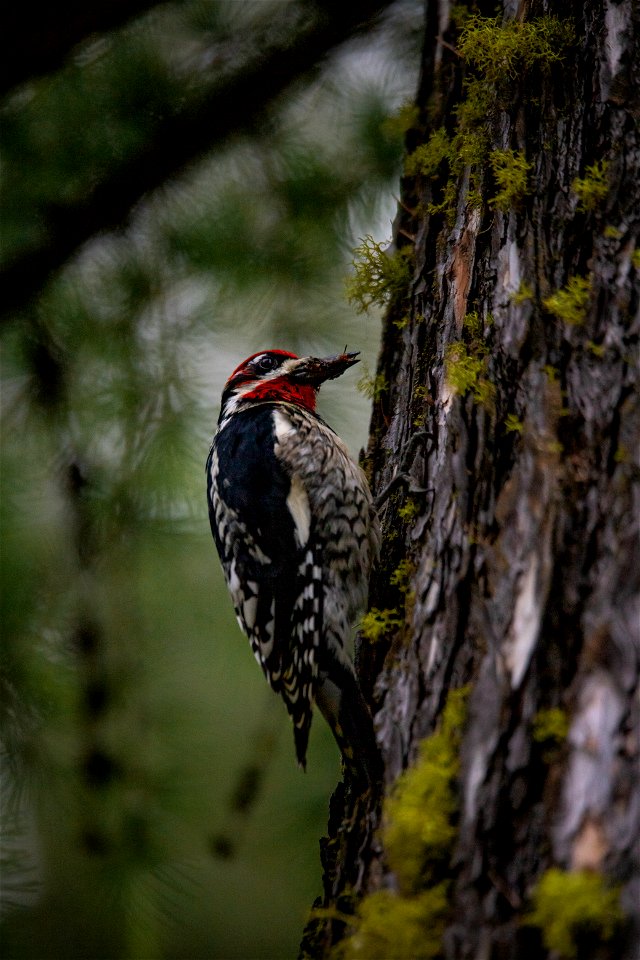 Red-naped Sapsucker - Sphyrapicus nuchalis photo