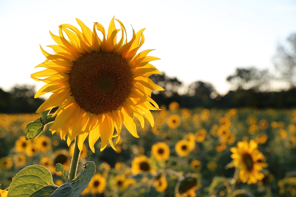 Sunflower light provence