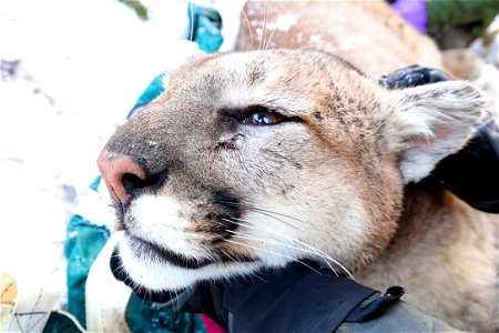 Cougar capture and collar: documenting facial scar