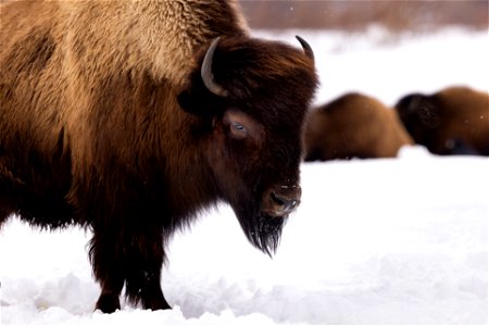 Wood bison photo