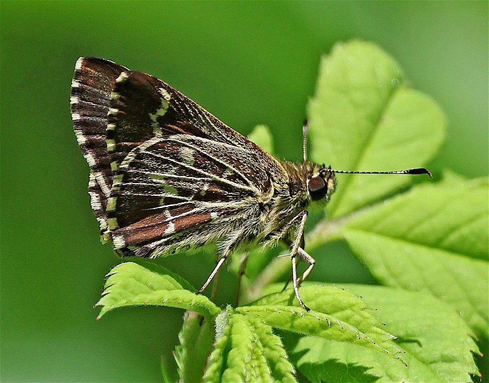 ROADSIDE-SKIPPER, LACE-WINGED (Amblyscirtes aesculaplus) (05-08-2023) charles d owen park, bucombe co, nc (1)