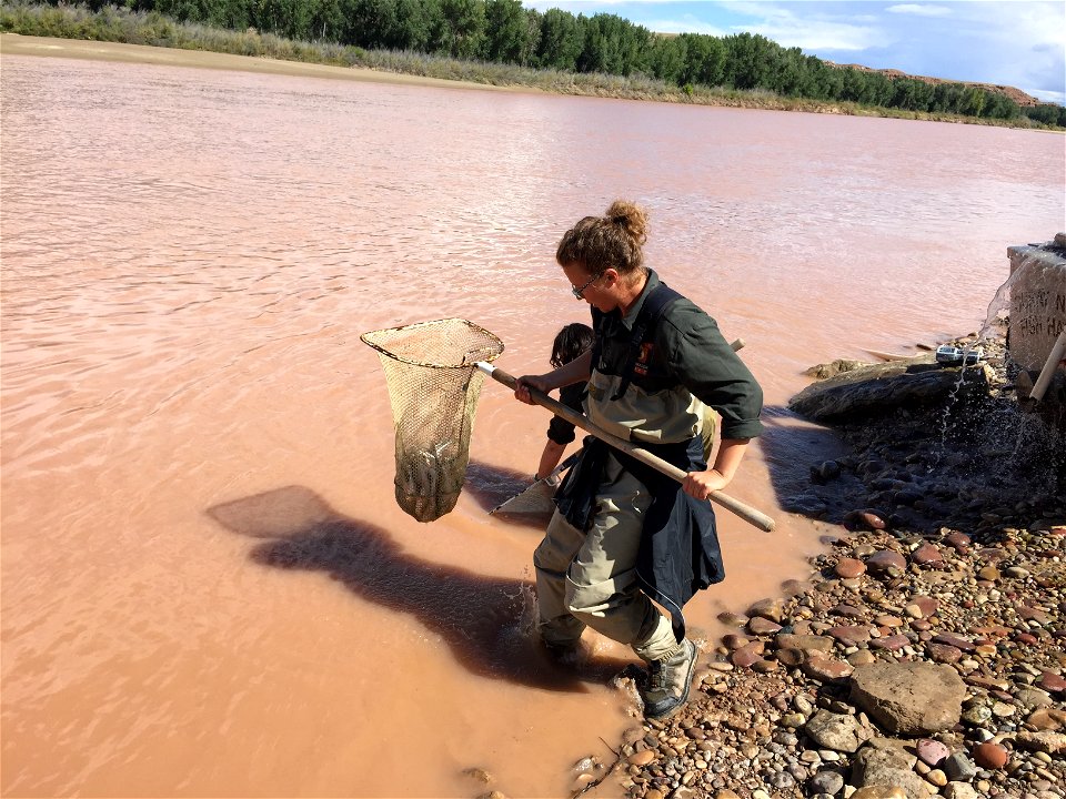 Stocking Bonytail at Ouray National Wildlife Refuge photo